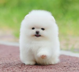 a small white fluffy dog