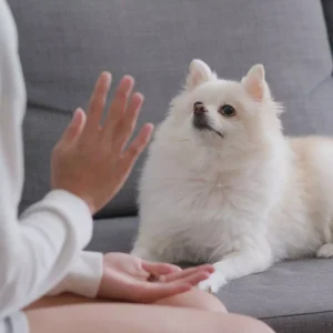 Pomeranian Dog Breed Info: Temperament & Traits | Potty Buddy